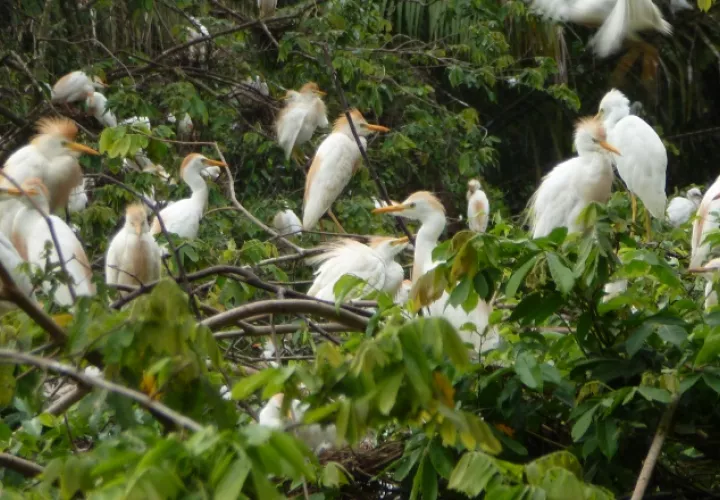 Las aves lo usan para descanso.