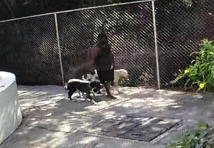 Una cámara captó al dueño de los perros cuando los paseaba. Cortesía