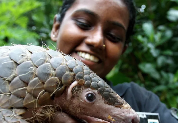 El pangolín "Garfio" con su cuidadora Suman en el zoológico de Singapur. EFE
