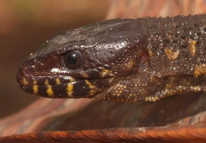 Lagartija cabeza lisa (Bachia blairi). Cortesía