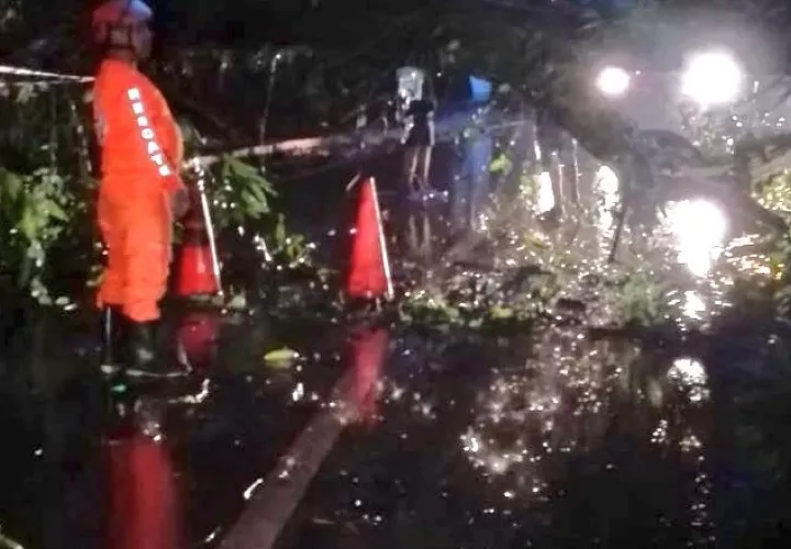 En Kuna Nega, personal de Sinaproc atendió caída  de un árbol. Sinaproc