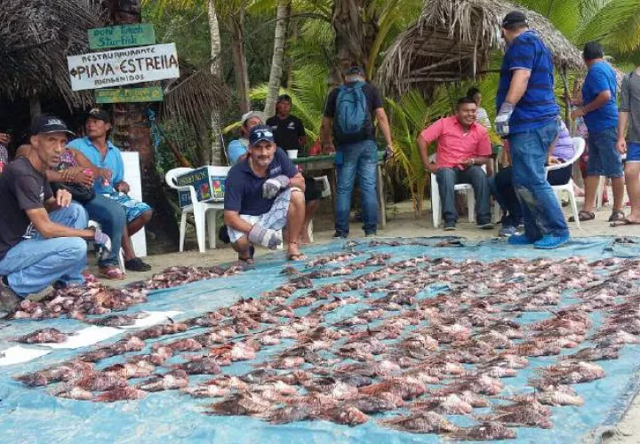 En Panamá, se ha empezado a apreciar su rica carne. 