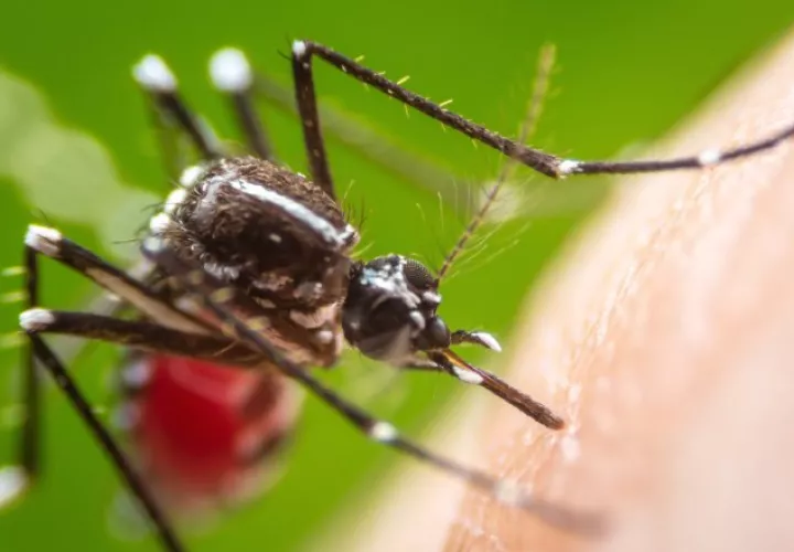 Cuadrillas del Minsa se trasladan por diferentes puntos del país para fumigar y destruir los criaderos del Aedes Aegypti. 