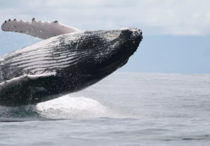 Centenares de familias en Panamá viven del turismo de avistamiento de ballenas jorobadas.  Foto: MiAmbiente