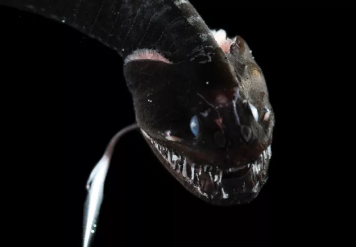 El Idiacanthus antrostomus utiliza un señuelo bioluminiscente para atraer a sus presas. 