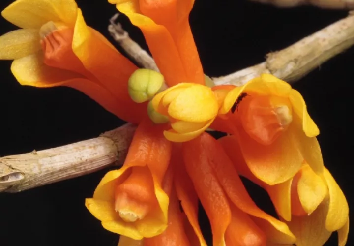 Espécimen de Dendrobium subclausum.