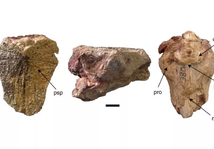 El Smithsonians creó imágenes relacionadas a su descubrimiento. EFE
