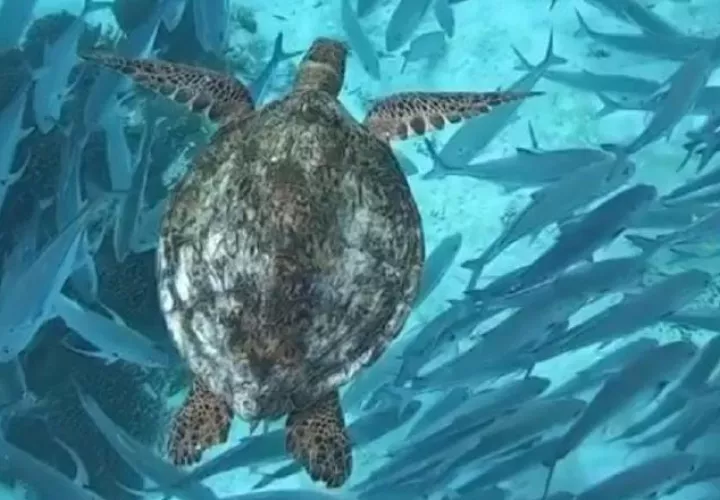 Tortuga Verde que anida en Panamá.   Foto:  Sea Turtle Conservancy 