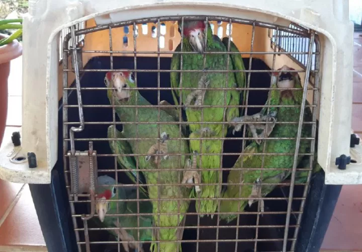 La provincia de Chiriquí es la que reporta la mayor cantidad de rescate de animales silvestres, entre los que se encuentran loros. Cortesía