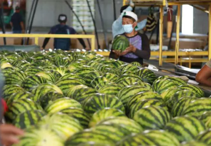 En 2020 Estrada Company S.A., cosechó unas 3,876 toneladas de sandía para exportación, según indicó su Subadministrador, Eris Pérez. Cortesía