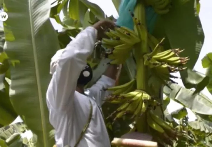 En Ecuador, las autoridades implementaron controles y fumigaciones a vehículos que cruzan la frontera. EFE