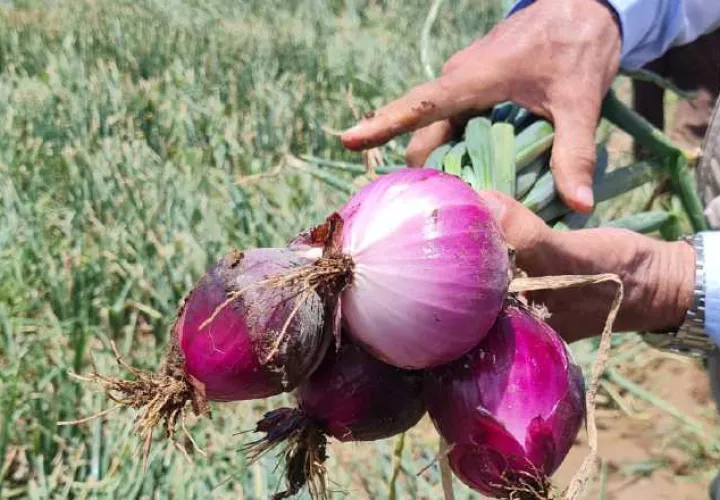 Productores han sufrido pérdidas totales o parciales en sus fincas. Cortesía