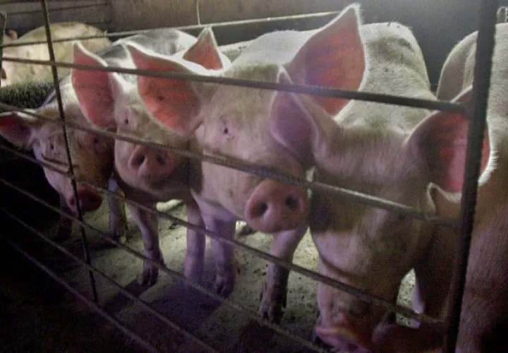 La peste porcina no representa ningún riesgo a la salud humana. EFE