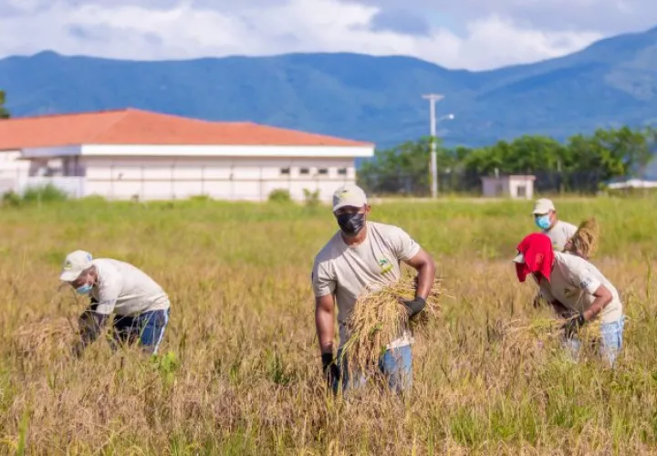 En La Joya, complejo en el que se ubica casi el 60% de la población penitenciaria del país, detenidos se dedican a la cosecha de arroz. Cortesía