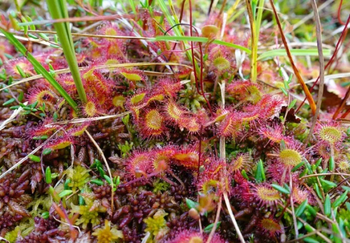 Estas exóticas especies crecen humedales y sabanas naturales.