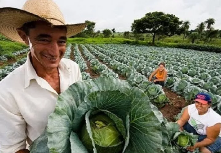 América Latina sigue produciendo a pesar de las adversidades. El alto costo de los insumos, la sequía y las plagas afectan mucho. FAO