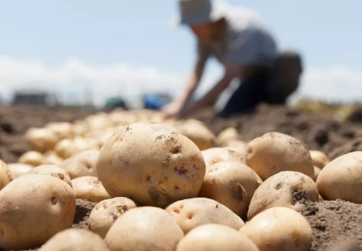 Papas importadas deben cumplir un reglamento. Cortesía