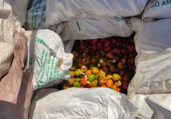 Contrabando de pixbae y naranjas descubirto esta semana por personal de Autoridad Nacional de Aduanas. Cortesía