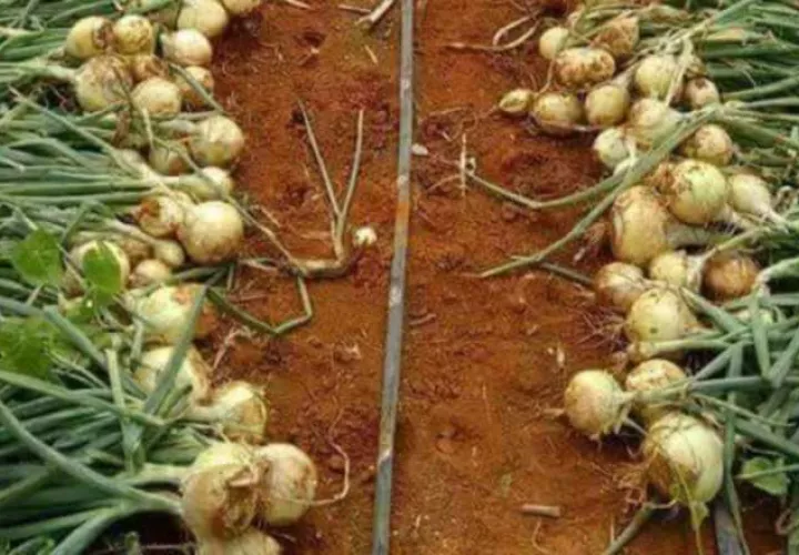 Agricultores sembraron más hectáreas. Cortesía
