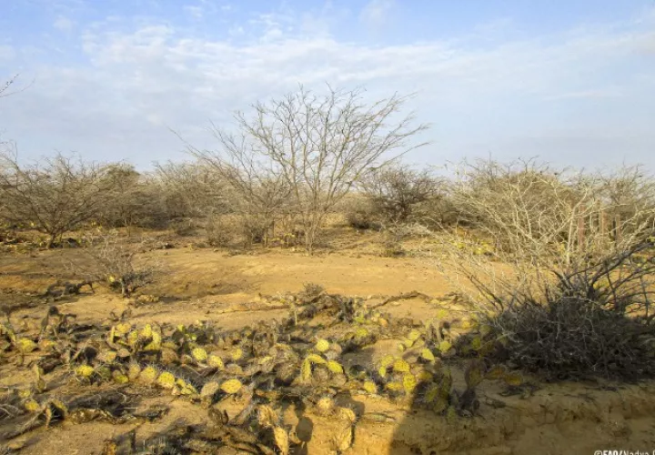 La desertificación se ha extendido en diferentes partes del mundo. Cortesía/FAO