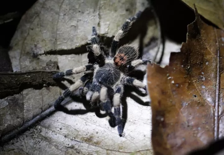 Tarántula Neischnocolus sp en la reserva de Chuchantí. EFE