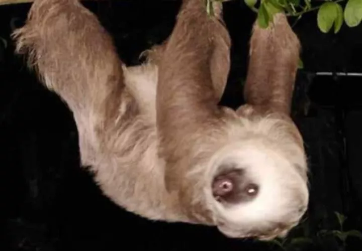 Actualmente en Centro y Suramérica existen distribuidas seis especies.