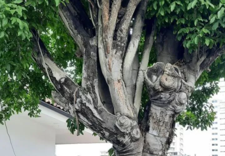 Los árboles urbanos brindan un sinfín de beneficios.