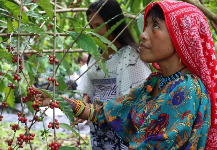 Las comunidades productoras Ngäbe, Guna, Emberá y Wounaan, pasando de un volumen total de compras de 5.800 quintales en 2019 a 11,500 quintales en este año 2022. Cortesía FAO