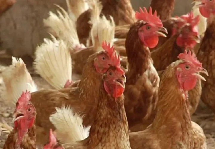 Si detecta algunos de los signos en aves, la FAO recomienda que no las toque ni las mueva. Cortesía