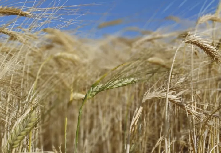 El precio del grano depende de otros muchos factores. EFE