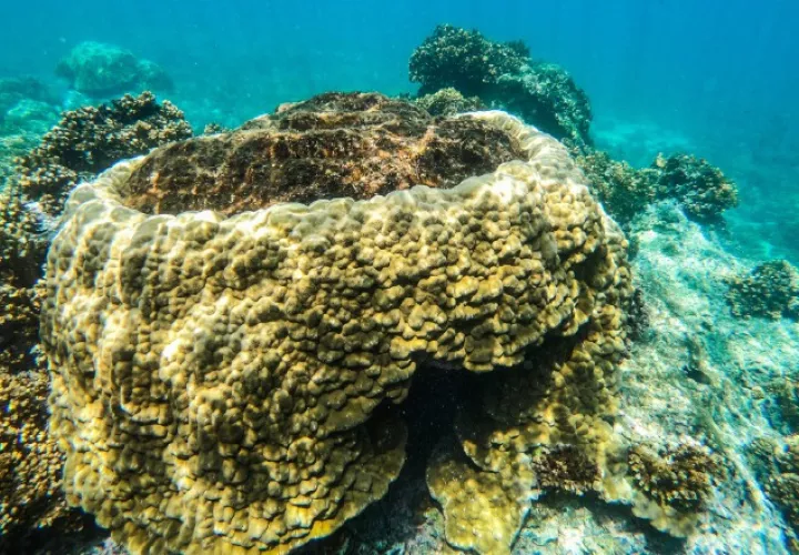 Arrecifes podrían mantener una alta cobertura de coral hasta la década de 2060".