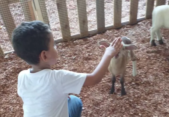 Las cabras son de por si curiosas y amigables, y el equipo de Capri Dovi está dedicado a brindar una experiencia educativa. Foto/Thays Domínguez 