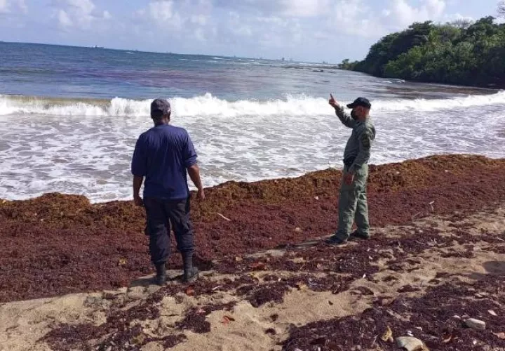 El sargazo ha arribado en mayor cantidad a las costas panameñas en los últimos años. Cortesía