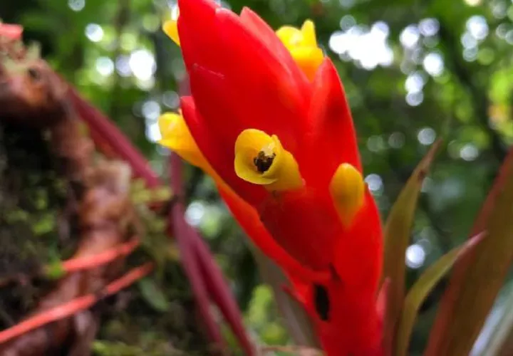 Las bromelias serían buenos indicadores del cambio climático en Panamá.