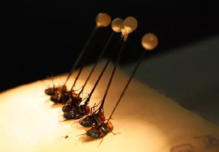 La proliferación de moscas del gusano barrenador ha requerido estrategias que ayuden a evitar su avance. Foto: COPEG