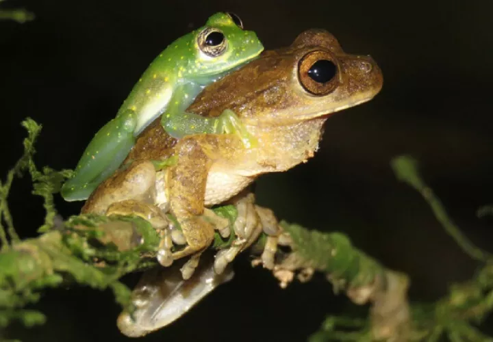 Amplexo entre un macho de la especie  'Sachatamia albomaculata' y otro de 'Smilisca sila'  observado al norte de Penonomé. Rogemif Fuentes