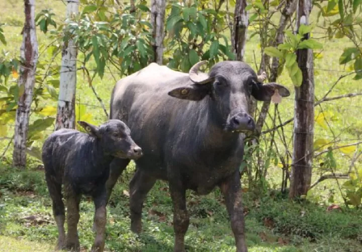Esta especie bovina se adapta a todo tipo de relieve y clima. Archivo.
