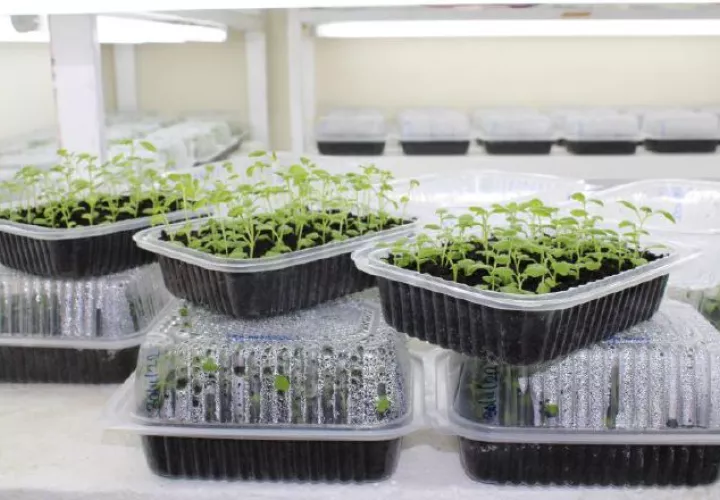 Los proyectos contribuyen con la soberanía y seguridad alimentaria del país. Cortesía.