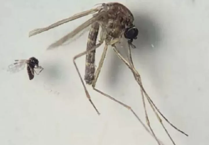 Mosquitos transmisores del virus del Oropouche. Cortesía.