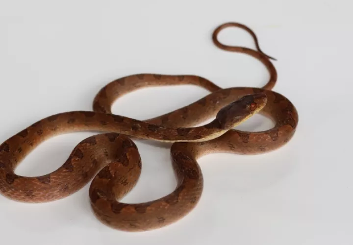 'Leptodeira' sp.1. 