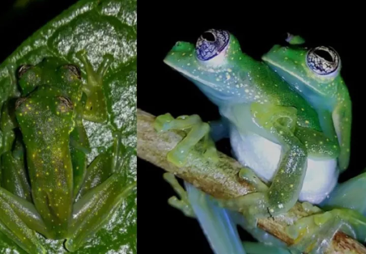 Apareamiento de ranas  'S.  albomaculata' sobre una hoja y una rama. Cortesía