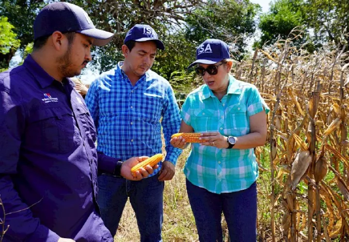 Los productores de maíz fueron beneficiados con los pagos. Cortesía