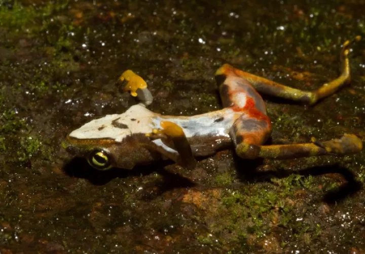 Imagen de una rana muerta debido a los efectos del hongo quítrido. Roshan Patel, Smithsonian