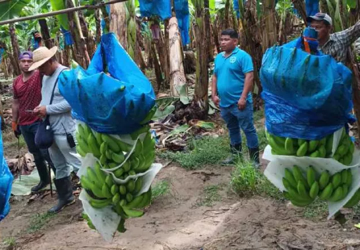 El denominado 'oro verde' era la actividad que más empleos generaba en Bocas del Toro, que también es una provincia turística. Internet