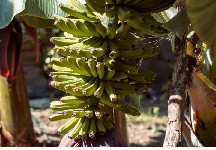 La principal actividad económica de Changuinola es la producción de banano, que ocupa amplias superficies del distrito bocatoreño. Foto ilustrativa