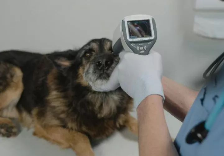 La principal recomendación es que lleven a los perros al veterinario ante cualquier síntoma. Foto ilustrativa