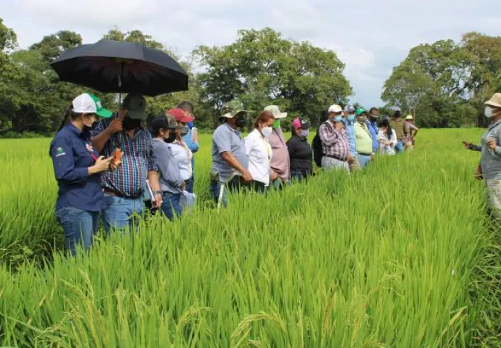 En el país se está tratando de que la siembra de arroz sea en riego y no en secano, que es el tipo que practica la mayoría de los productores del grano.  Cortesía