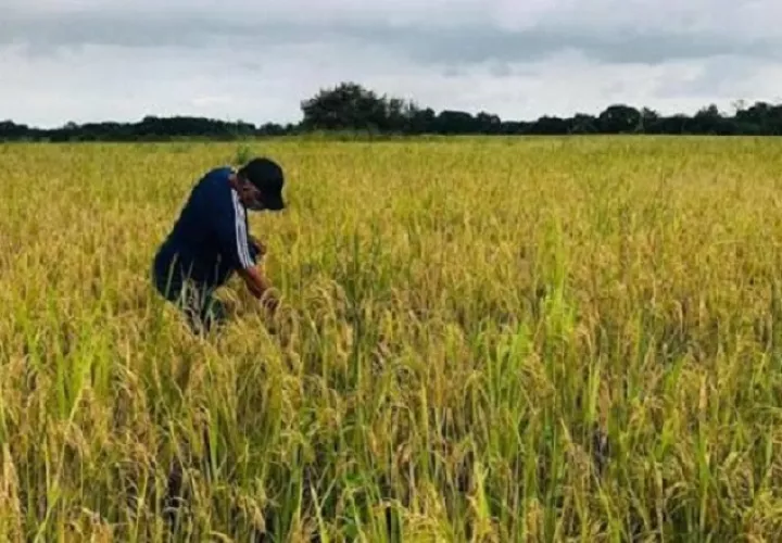 El arroz es el grano de mayor consumo en el mundo. Y Panamá es el principal consumidor per cápita en Centroamérica.  Archivo