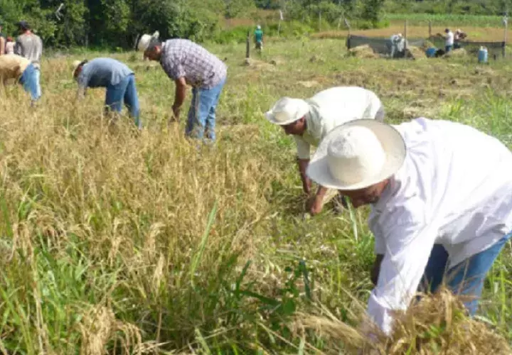 Recientemente, se aprobó un crédito adicional al Ministerio de Desarrollo Agropecuario para cancelar la deuda con los arroceros.  Archivo