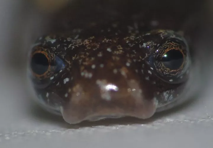 Los investigadores  lamentaron no tener equipo fotográfico profesional para obtener mejores fotos de esta salamandra. Cortesía